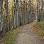 Riserva Naturale di Sasso Fratino