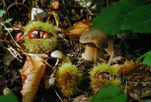 selvapiana
